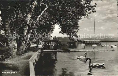 Pfaeffikon ZH Uferpartie am Zuerichsee Steg Bootshaus Schwan Kat. Pfaeffikon ZH