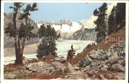 Aletschgletscher Arven im Aletschwald Walliser Fiescherhoerner Kat. Aletsch Grosser