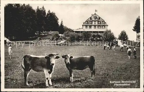 Pfannenstiel Staefa Kurhaus Hochwacht Kuehe Kat. Pfannenstiel