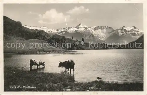 Oberblegisee Kuehe am See Kat. Luchsingen