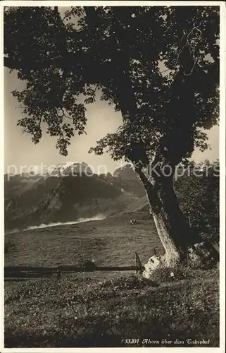 Braunwald GL Ahorn ueber Talnebel Kat. Braunwald