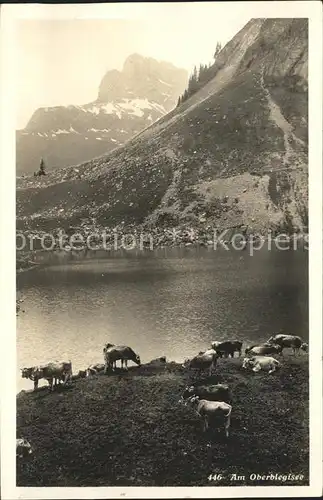 Oberblegisee See mit Kuehen Kat. Luchsingen