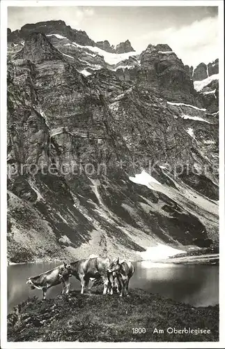 Oberblegisee Kuehe am See Kat. Luchsingen