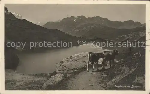 Jochpass Kuehe am See Kat. Jochpass