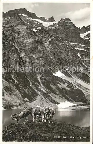 Oberblegisee Kuehe am See Kat. Luchsingen