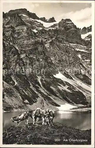 Oberblegisee Kuehe auf der Alp Kat. Luchsingen