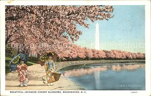 Washington DC Japanese Cherry Blossoms Potomac Parc Kat. Washington