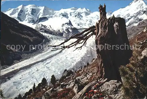 Morteratschgletscher mit Piz Palue und Bellavista Kat. Morteratsch