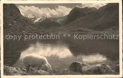 Flueela Am Flueelapass Schwein am Schwarzsee Kat. Flueela