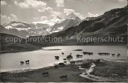 Vissoie Col de Torrent Lac des Autannes Kuehe Kat. Vissoie