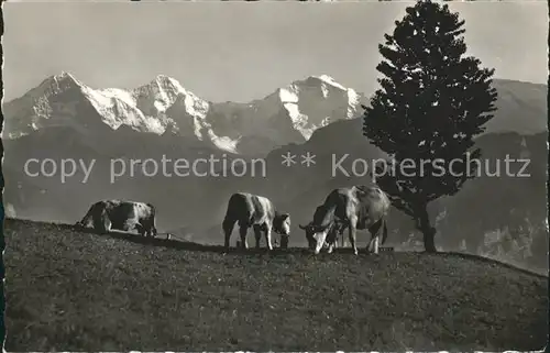 Beatenberg Kuehe auf der Alp mit Eiger Moench Jungfrau Kat. Beatenberg