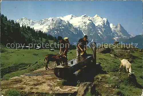 Wetterhorn Lauterbrunnen Bergbauern mit Ziegen am Brunnen Kat. Lauterbrunnen Wetterhorn