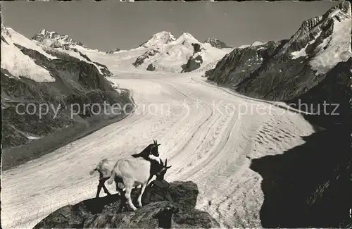 Eggishorn Gr Aletschgletscher mit Eiger Moench Jungfrau Gemsen Kat. Eggishorn