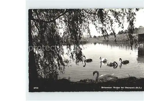 Oberuzwil Bettenauer Weiher Schwaene Kat. Oberuzwil