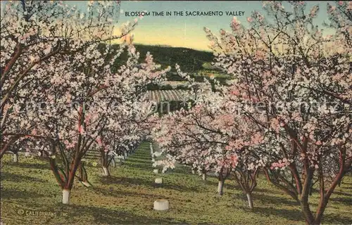 Sacramento California Blossom time in Sacramento Valley Kat. Sacramento
