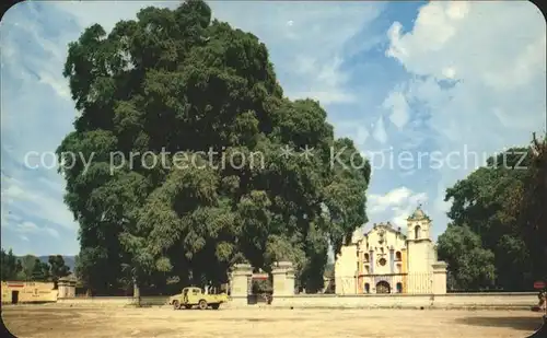 Oaxaca El Arbol del Tule Kat. Oaxaca