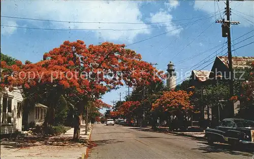 Key West Royal Poinciana Trees Simonton Street Lighthouse Kat. Key West