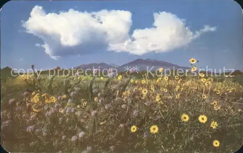 Flagstaff Arizona Sunflowers in bloom San Francisco Peaks Route 66 Kat. Flagstaff