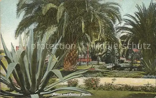 Los Angeles California Palms and Century Plants Kat. Los Angeles
