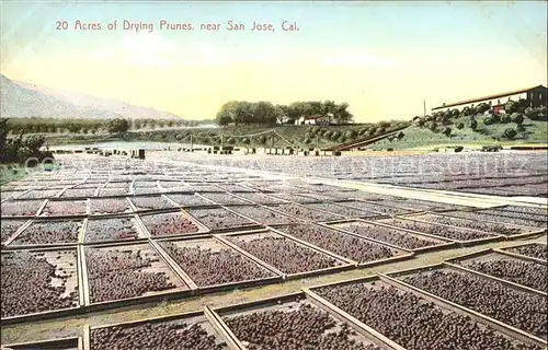 San Jose California Acres of Drying Prunes Kat. San Jose