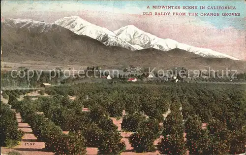 Los Angeles California Midwinter Scene Old Baldly from the Orange Groves Kat. Los Angeles