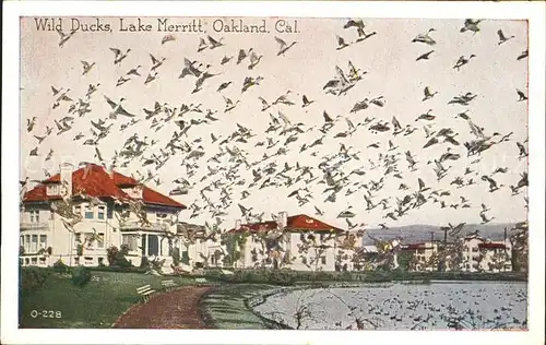 Oakland California Wild Ducks Lake Merritt Kat. Oakland