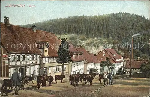 Lautenthal Harz Hirte Rinder  / Langelsheim /Goslar LKR
