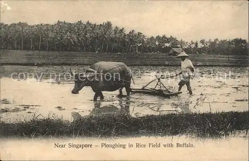 Singapore Ploughing in Rice Field with Buffalo / Singapore /