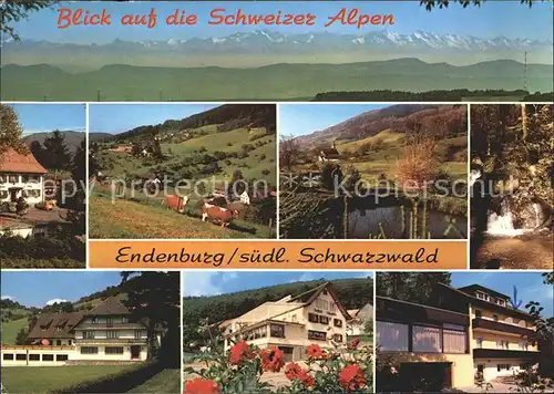 Endenburg Blick Schweizer Alpen Kuehe Teich Kat. Steinen