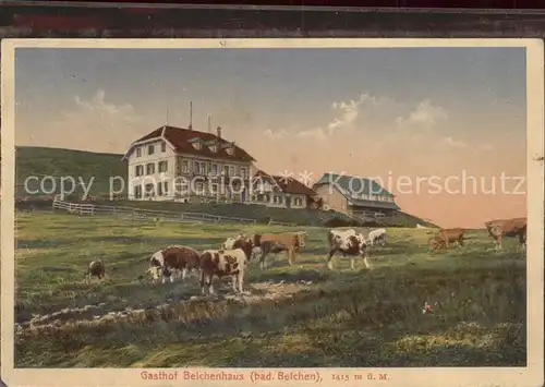 Schoenenberg Schwarzwald Berggasthaus Belchenhaus Kuehe  Kat. Schoenenberg