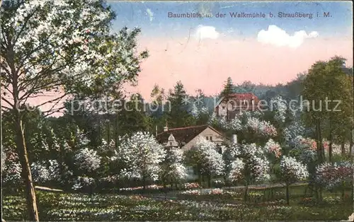 Strausberg Brandenburg Baumbluete in der Walkmuehle / Strausberg /Maerkisch-Oderland LKR