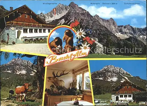 Ramsau Dachstein Steiermark Alpengasthof Bachlalm Murmeltiere Kat. Ramsau am Dachstein