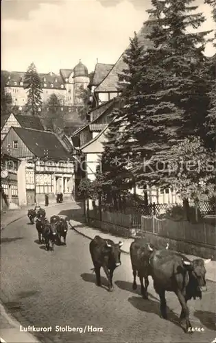 Stolberg Harz Austrieb der Kuehe Luftkurort Kat. Stolberg Harz