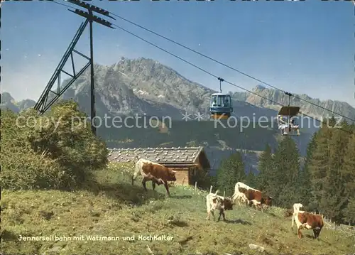 Schoenau Koenigssee Jennerseilbahn mit Watzmann und Hochkalter Kuehe Kat. Schoenau a.Koenigssee