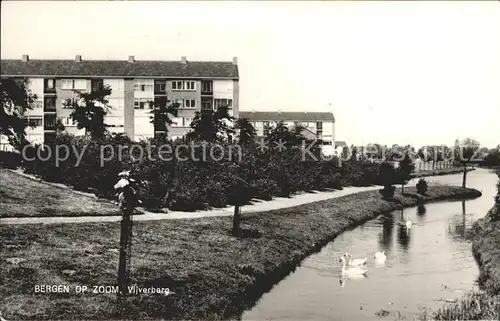 Bergen op Zoom Vijverberg Schwaene / Bergen op Zoom /