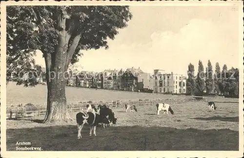 Arnhem Sonsbeekweg Weide Kuehe Kat. Arnhem