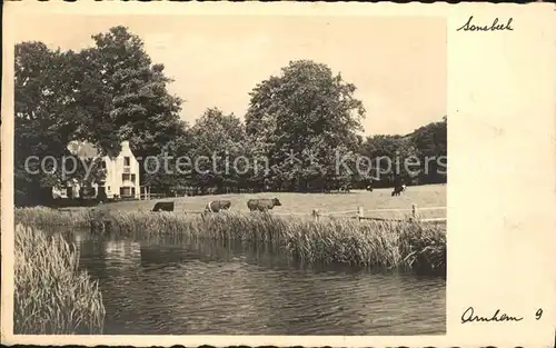 Arnhem Sonsbeek Park Weide Kuehe Kat. Arnhem