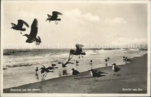 Katwijk Moewen am Strand Kat. Katwijk