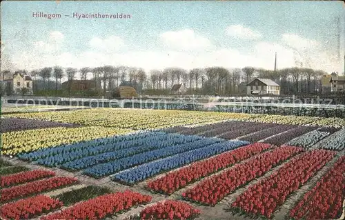 Hillegom Hyacinthenvelden Kat. Hillegom