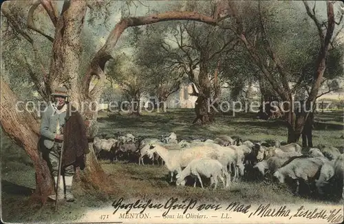 Menton Alpes Maritimes Sous les Oliviers Moutons Schafhirte Kat. Menton