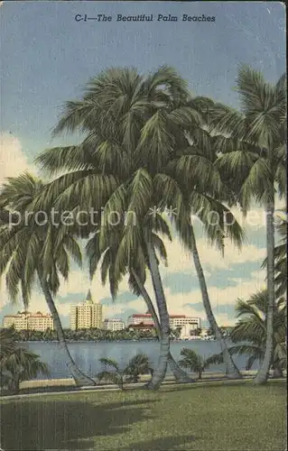 Palm Beach Palm Trees Kat. Palm Beach