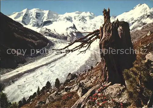 Morteratschgletscher mit Piz Palue und Bellavista Kat. Morteratsch