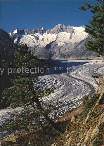 Aletschgletscher mit Naturschutzgebiet Aletschwald Kamm Schoenbuehlhorn Wannenhorn Kat. Aletsch Grosser