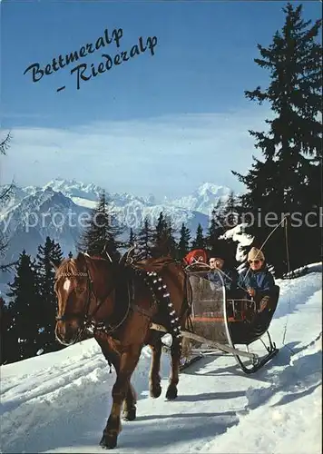 Riederalp Bettmeralp Pferdeschlitten Dom Matterhorn und Weisshorn Kat. Riederalp