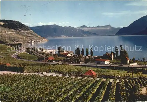 Lac Leman Genfersee Cully et le vignoble de Lavaux / Genf /Bz. Geneve City