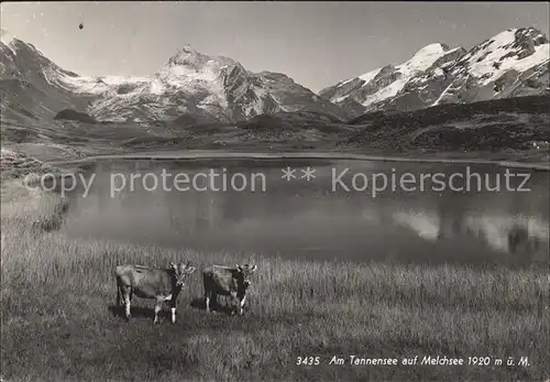 Melchsee Frutt Tannensee Kuehe Kat. Melchsee Frutt