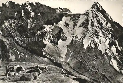 Pilatus Kulm Panorama Kuehe Kat. Pilatus Kulm