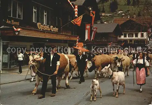 Lenk Simmental Alpaufzug Kat. Lenk Simmental