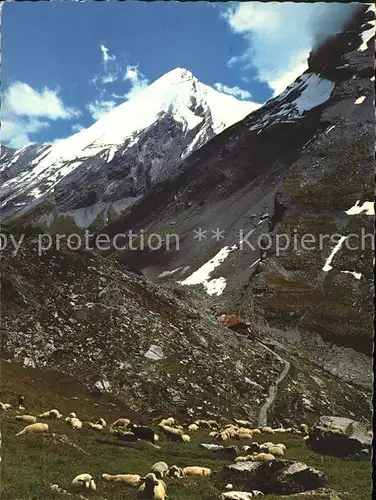 Gemmipass Wallis Berghotel Schwarenbach bei Kandersteg Schafe Kat. Gemmipass