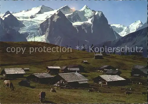 Hasliberg Balisalp mit Wetterhorngruppe Moench Kuehe Kat. Meiringen